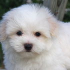 Maltese Dogs Wallpapers আইকন