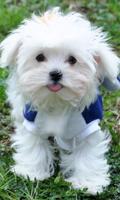 Maltese Dogs Wallpapers poster