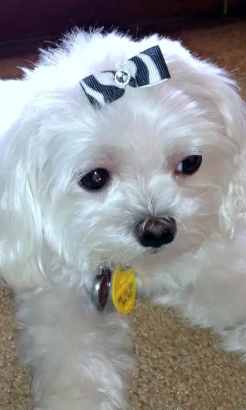 Maltese Dogs Wallpapers APK for Android Download Maltese Dogs Wallpapers APK for Android Download