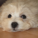 Maltipoo Dogs Wallpapers aplikacja