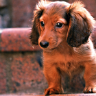 Miniature Dachshund Dogs Theme ikon