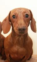 Miniature Dachshund Wallpaper Screenshot 1