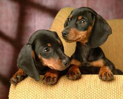 Miniature Dachshund Dogs Theme syot layar 3