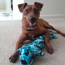 Miniature Pinscher Dogs Themes aplikacja