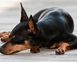 微型短毛猎犬狗壁纸 截圖 3