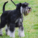 Zwergschnauzer Hundetapete APK