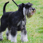 Miniature Schnauzer Dog Wallpa icône