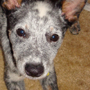 Australian Cattle Dogs Wallpaper aplikacja