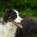 Australian Shepherd Dogs Theme aplikacja