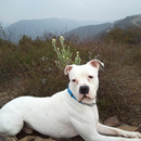 American Bulldog Dog Wallpaper aplikacja