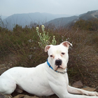 美国斗牛犬狗壁纸 圖標