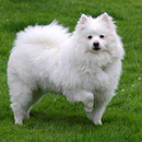 American Eskimo Dogs Wallpaper aplikacja