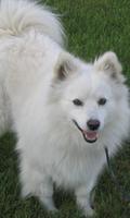 American Eskimo Dog Wallpaper Affiche