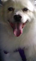 American Eskimo Dog Wallpaper capture d'écran 1