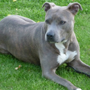 American Staffo Terrier Themes aplikacja