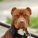 American Pit Bull Terrier Wall APK