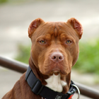 American Pit Bull Terrier Wallpapers icon
