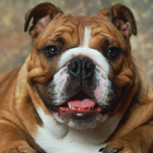Bulldog Dog Wallpaper icône
