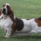 آیکون‌ Basset Hound Dogs Wallpapers