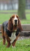 پوستر Basset Hound Dogs Wallpapers