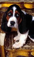 برنامه‌نما Basset Hound Dogs Wallpapers عکس از صفحه