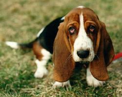 برنامه‌نما Basset Hound Dogs Wallpapers عکس از صفحه