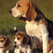 Beagle Dog Wallpaper