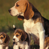 Beagle Dog Wallpaper icône