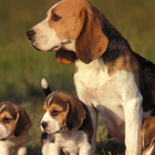 Fondo de pantalla perro Beagle icono