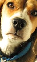 Poster Carta da parati Beagle Dog