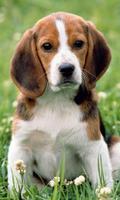Beagle Dog Wallpaper capture d'écran 1