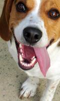 Beagle Dog Wallpaper capture d'écran 2