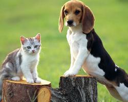 Beagle Dogs Wallpapers اسکرین شاٹ 3