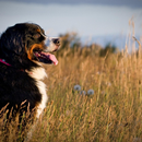 Bernese Mountain Dogs Themes aplikacja
