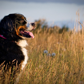 Bernese Mountain Dogs Themes-icoon