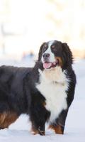 Bernese Mountain Dogs Themes-poster