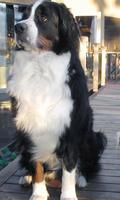 伯恩山犬壁纸 截圖 1