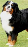 Bernese Mountain Dogs Themes screenshot 2