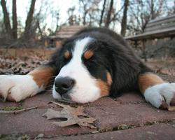 伯恩山犬壁纸 截圖 3