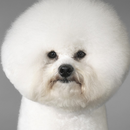 Bichon Frise Dogs Wallpapers APK