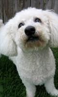比熊犬狗壁纸 海報