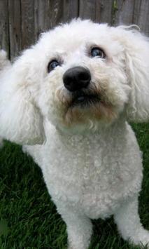 bichon frise dogs wallpapers for