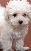 比熊犬狗壁纸 截圖 1