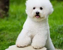 Bichon Frise Dog Wallpaper capture d'écran 3