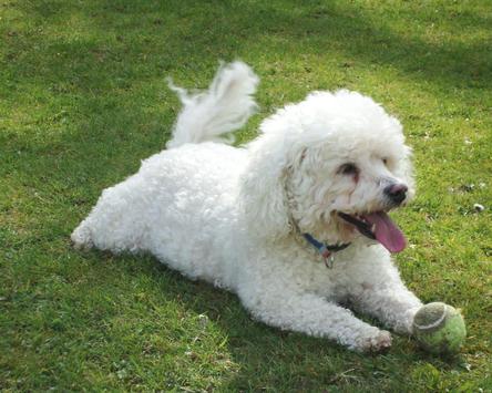 bichon frise dogs wallpapers for