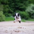 Boston Terrier Dogs Wallpapers aplikacja