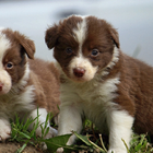 Border Collie Dog Wallpaper icône