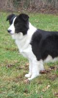 Border Collie Dogs Wallpapers পোস্টার