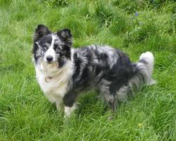 Border Collie Dogs Wallpapers স্ক্রিনশট 3