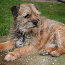 Border Terrier Dogs Wallpapers aplikacja